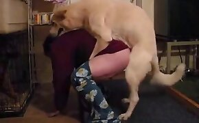 zoophilia videos, gay bestiality